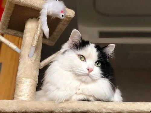 热点爆料猫猫视频下载,热点爆料背后的下载攻略  第3张