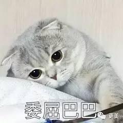 娱乐吃瓜君折耳猫,折耳猫的神秘魅力与争议  第3张